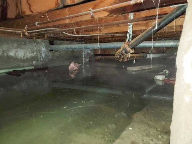 Best Carpet water damage restoration  in Thomasville, GA